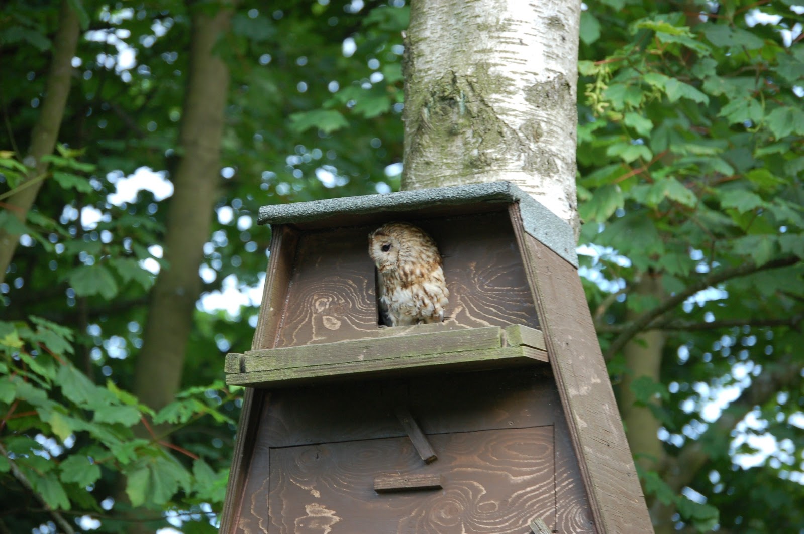 Jim and Kevs Owl Box Adventures: Owl box number 3
